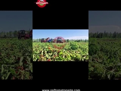 शिनजियांग ड्रम टमाटर पेस्ट की उत्पादन प्रक्रियाः कटाई से लेकर डिब्बाबंद तक